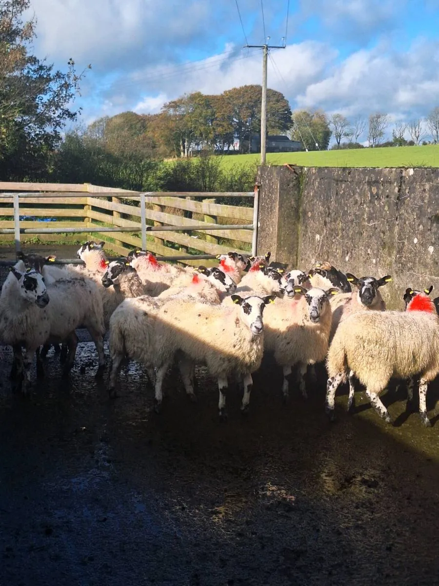 Mule hoggets - Image 2
