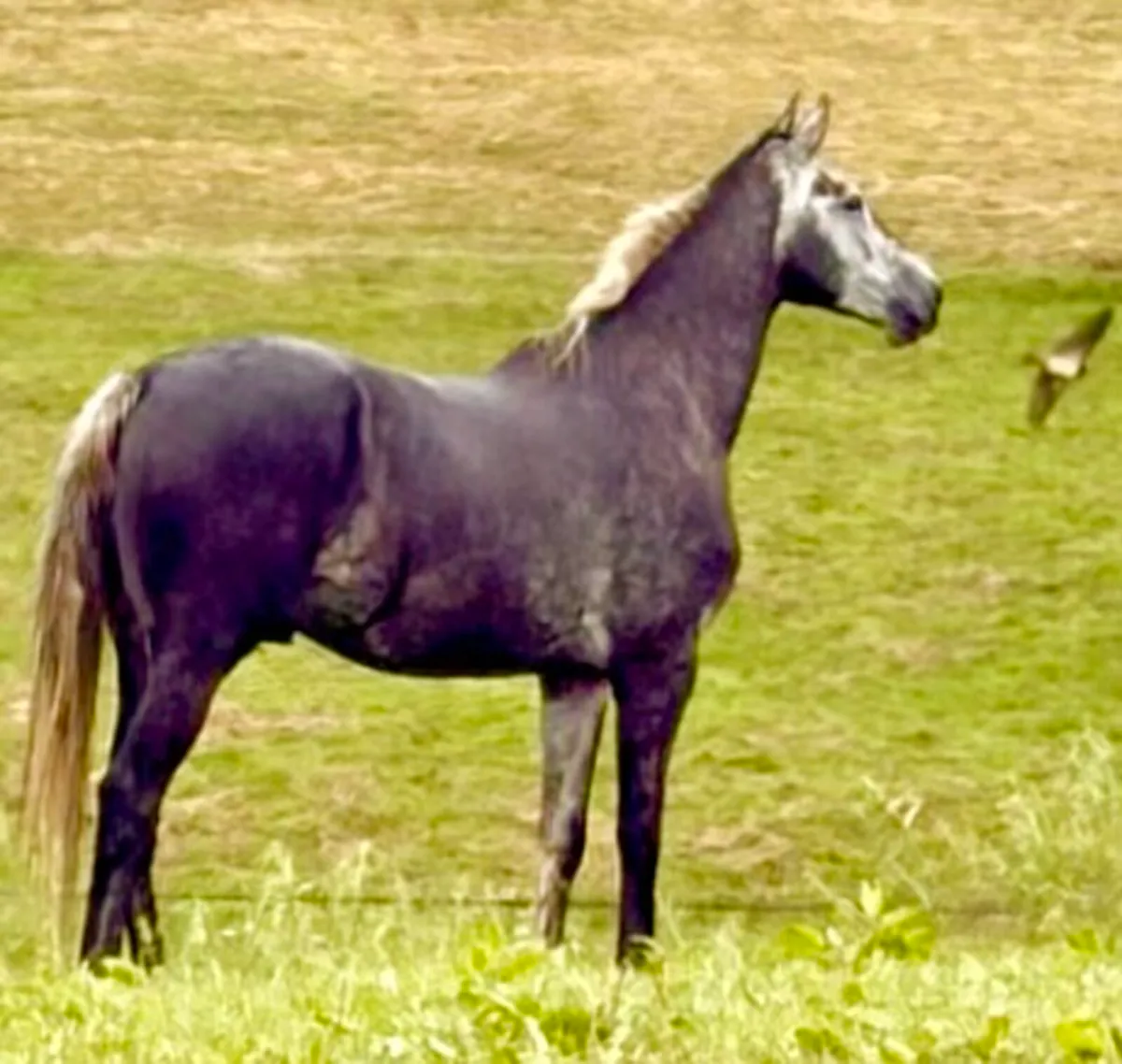 Horses - Image 3