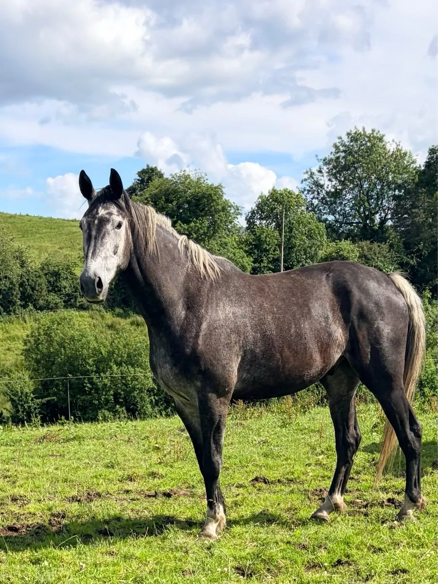 Horses - Image 4