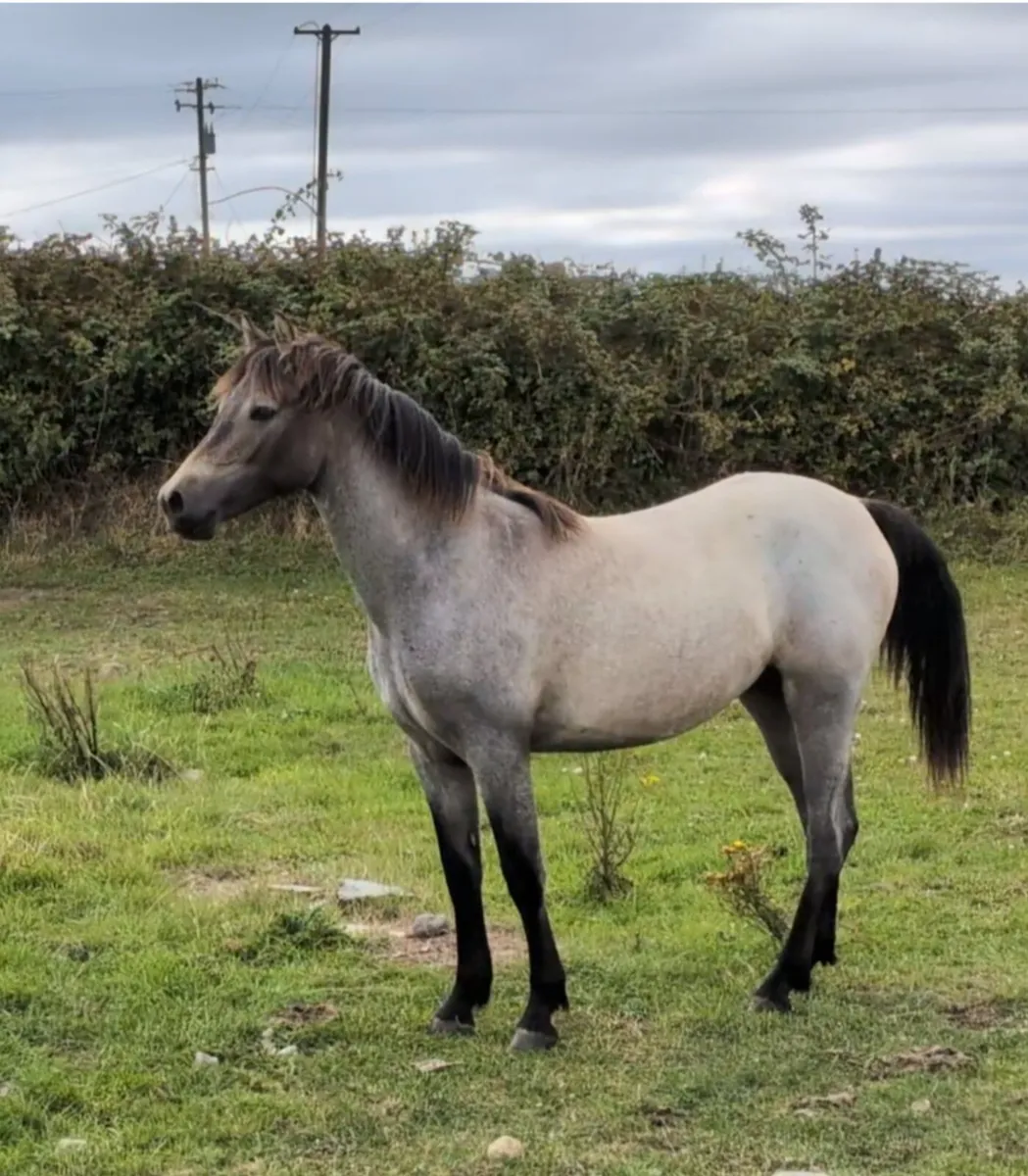 Connemara Roan Yearling Filly - Image 1