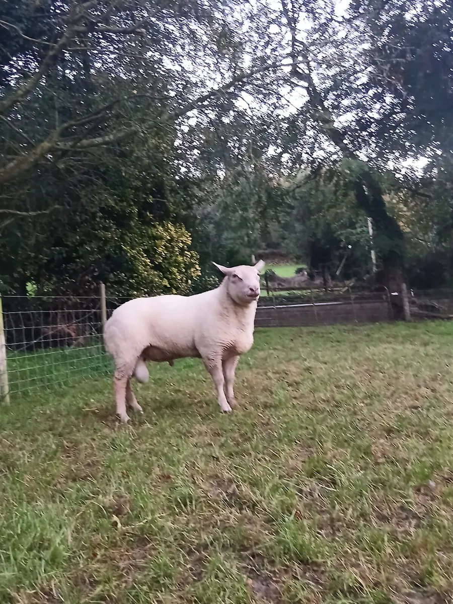 Purebred Charlaois Ram - Image 1