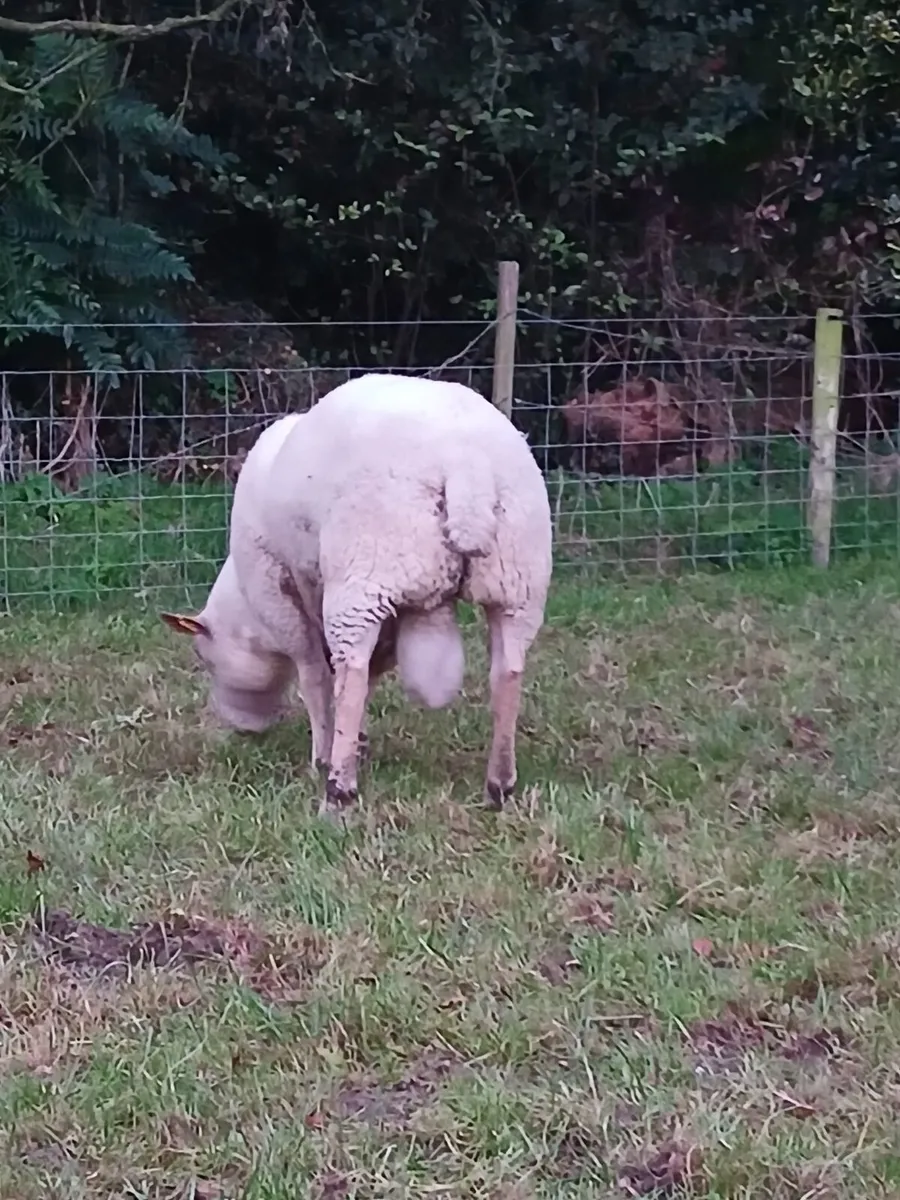 Purebred Charlaois Ram - Image 2