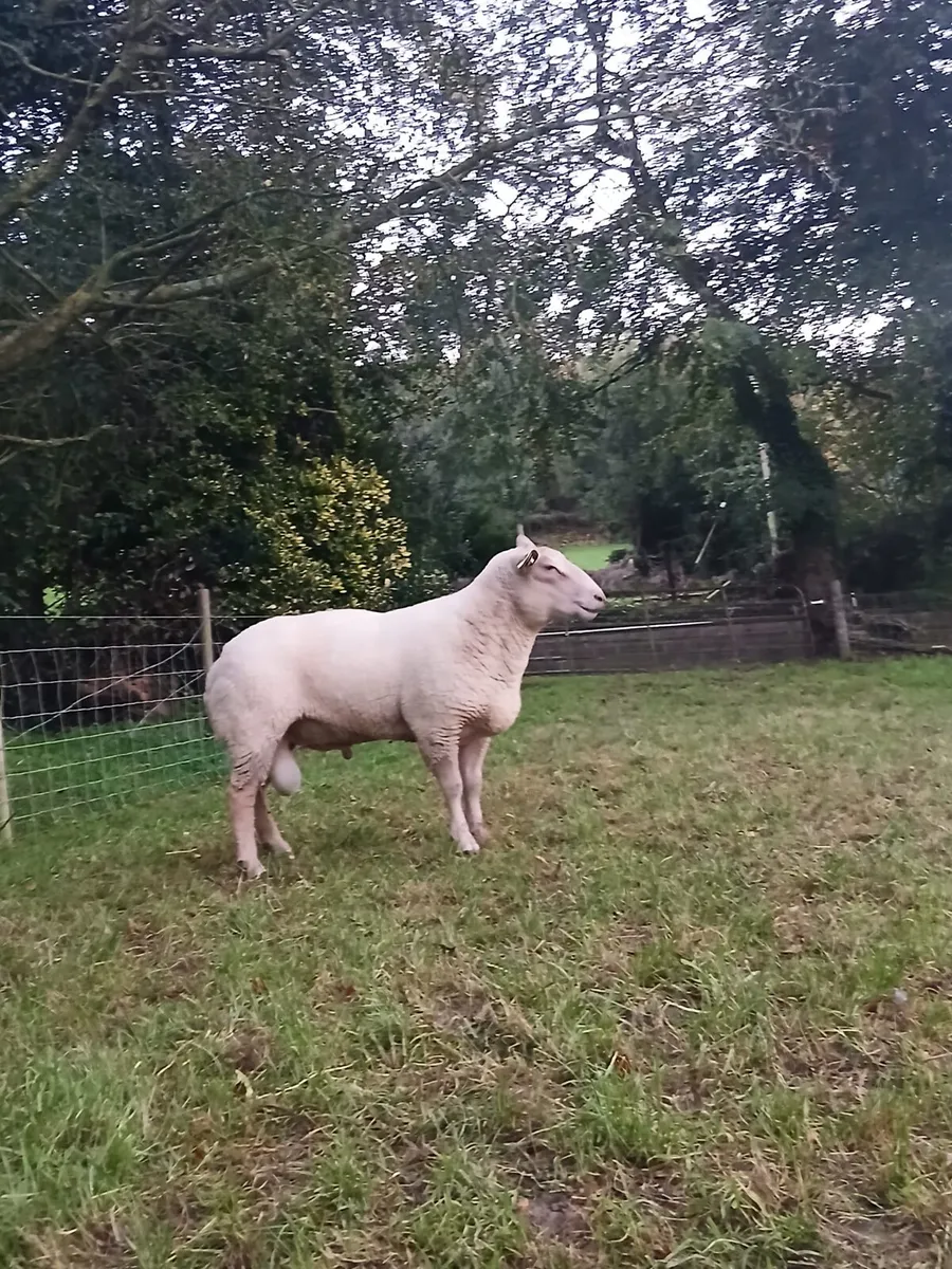 Purebred Charlaois Ram - Image 3