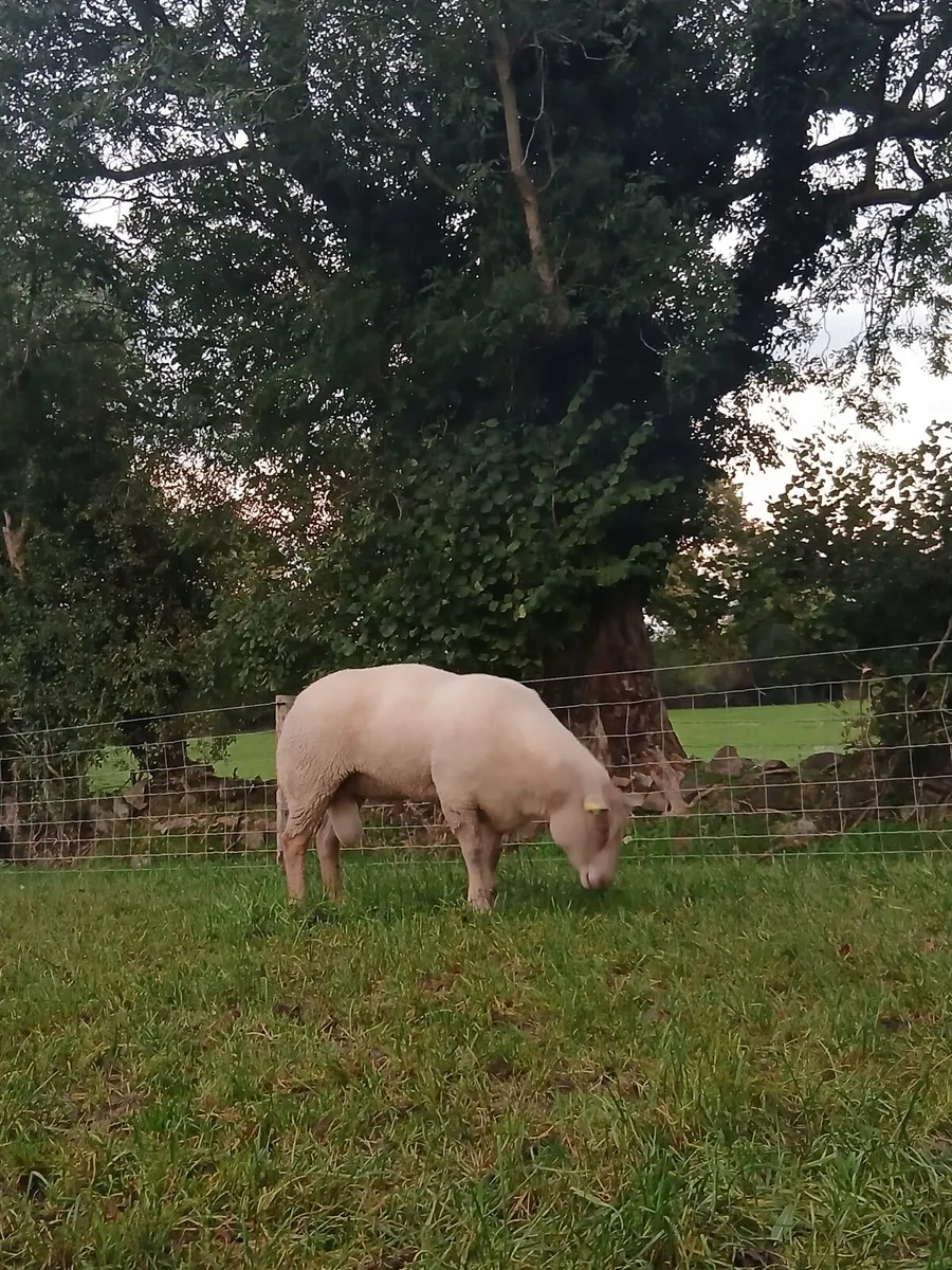 Purebred Charlaois Ram - Image 4