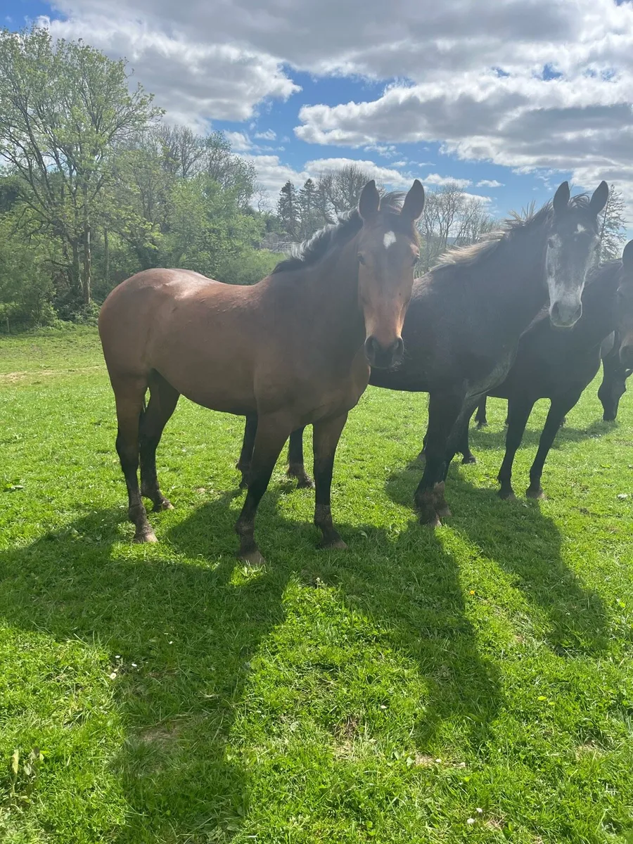 Horse - Image 3