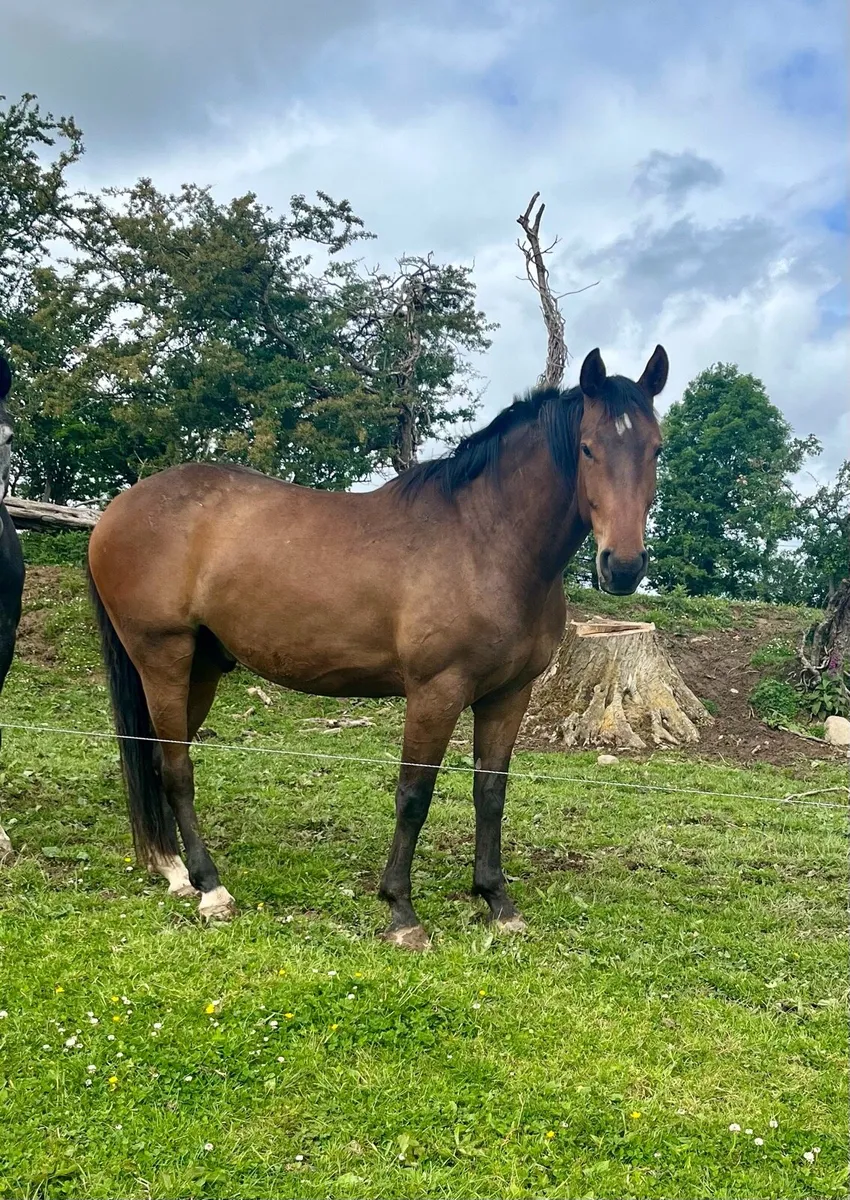 Horse - Image 1