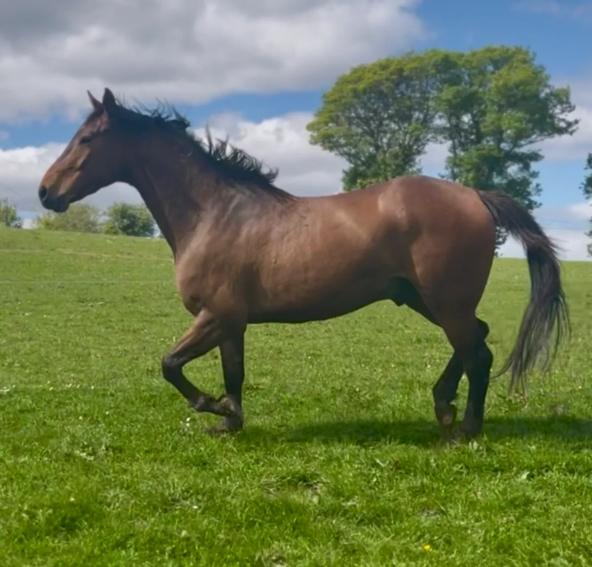 Horse - Image 2