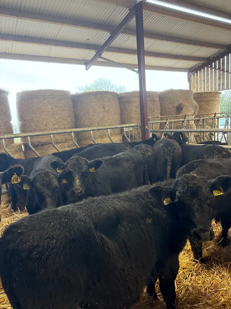 14 super 250kg home bred Angus bullocks 🔥 - Image 3