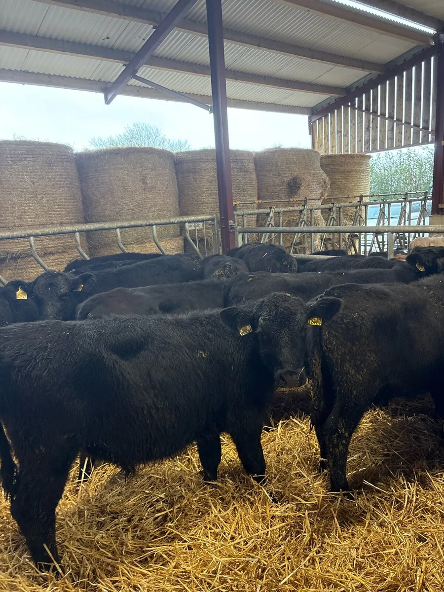 14 super 250kg home bred Angus bullocks 🔥 - Image 4