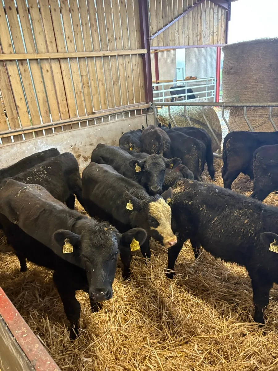 14 super 250kg home bred Angus bullocks 🔥 - Image 1