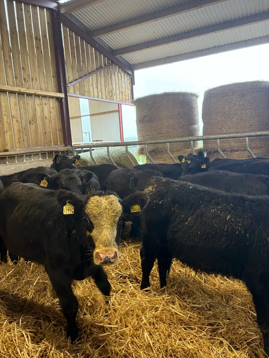 14 super 250kg home bred Angus bullocks 🔥 - Image 2