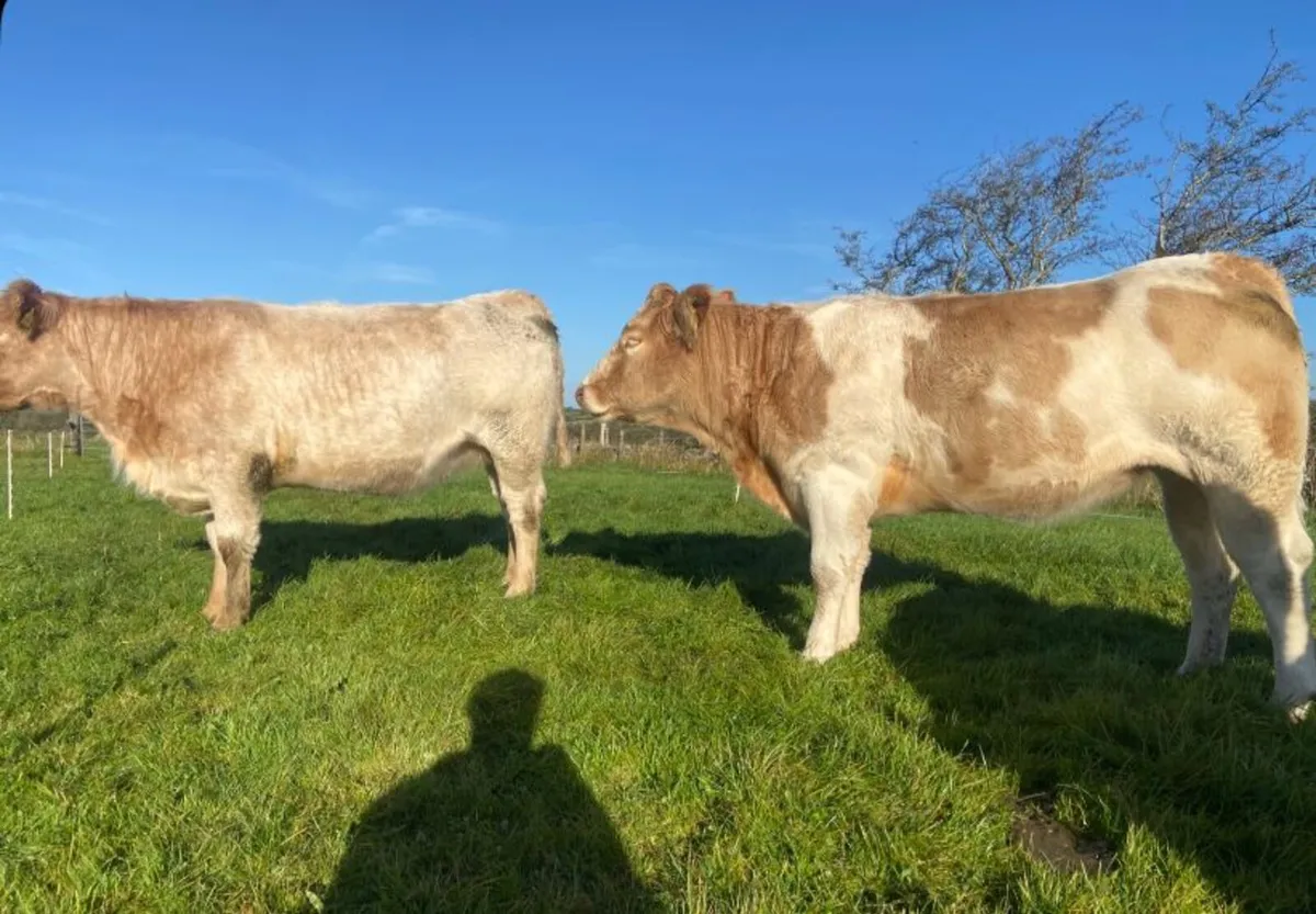Incalf Heifers - Image 3