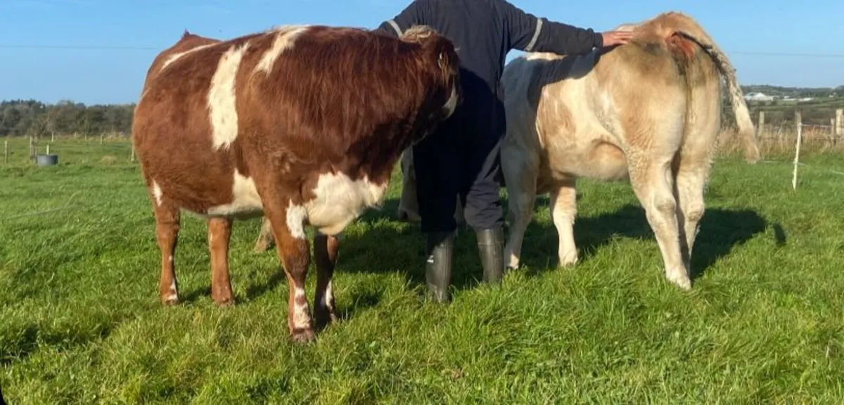 Incalf Heifers - Image 2