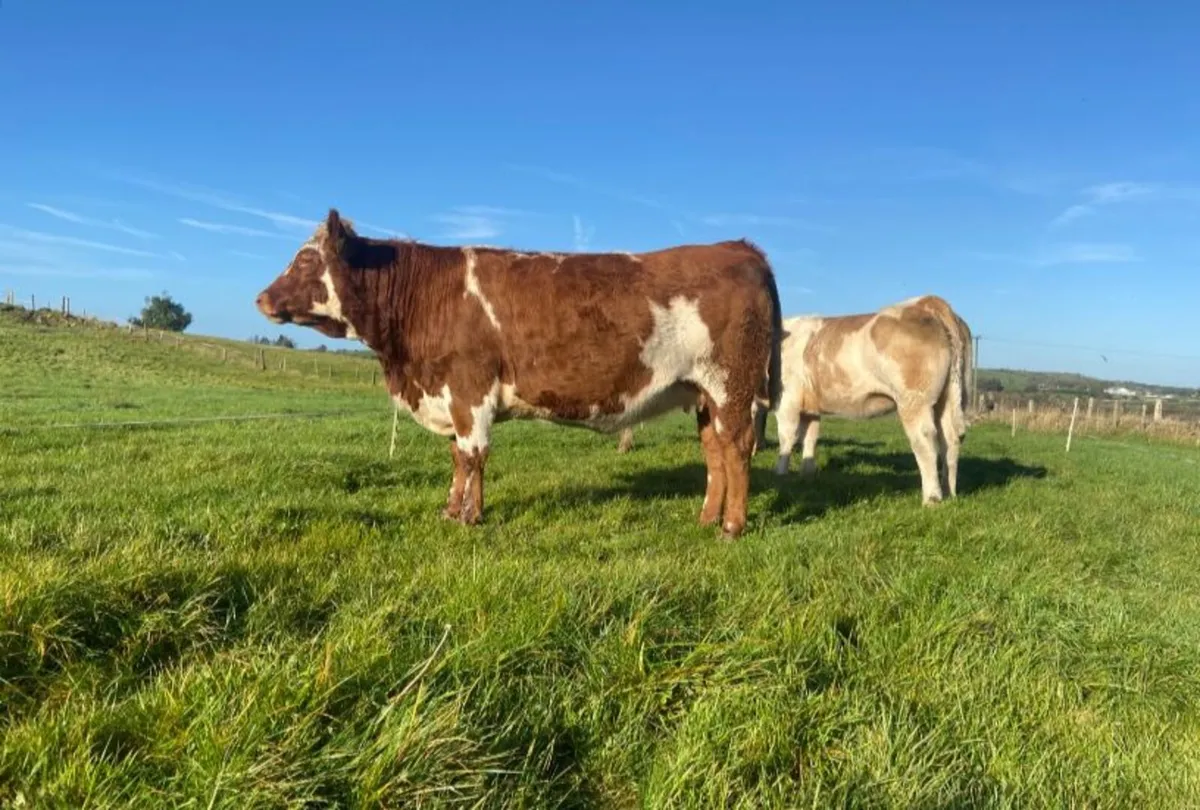 Incalf Heifers - Image 1