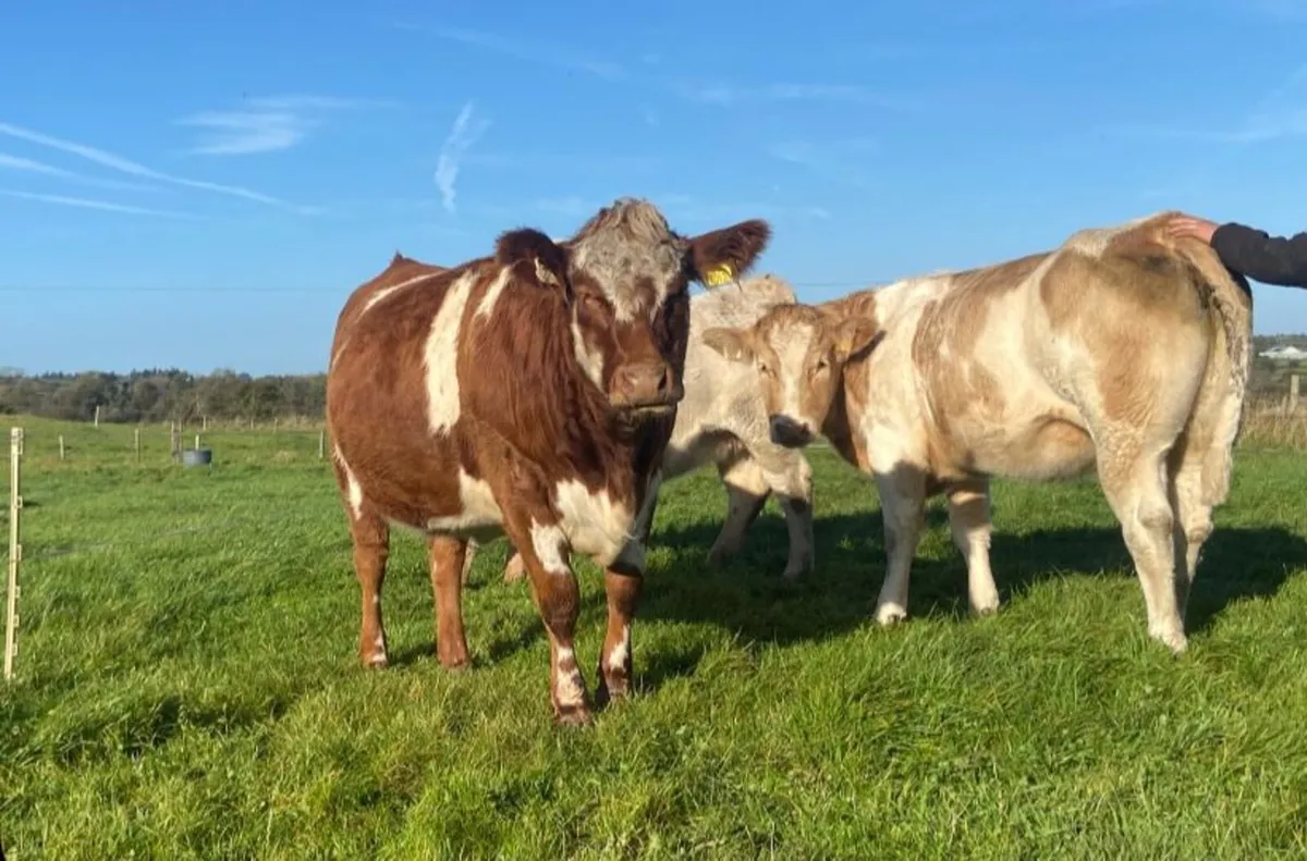 Incalf Heifers - Image 4