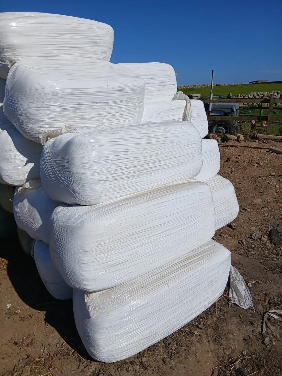 Small square bales haylage - Image 1