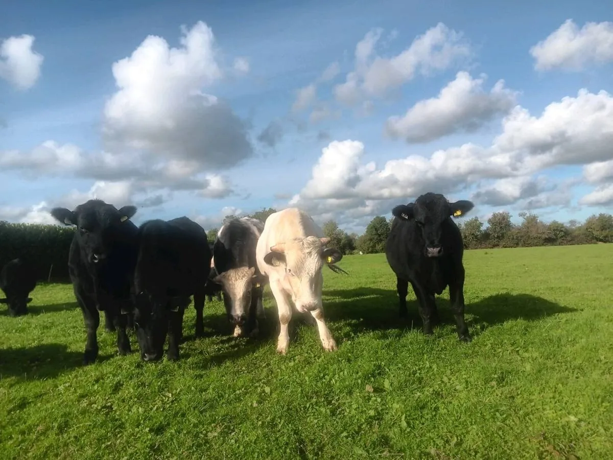 Bullocks - Image 2