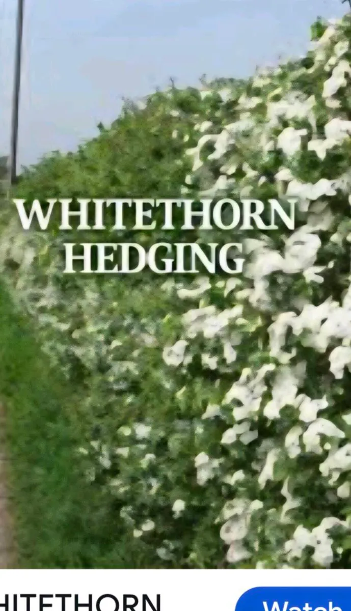 Bareroot whitetorn hedging for sale