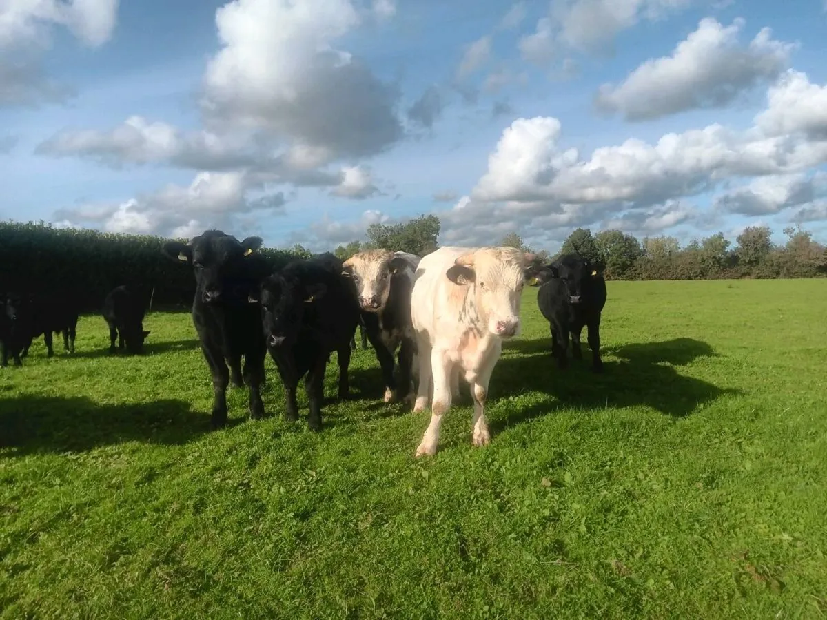 Bullocks - Image 3