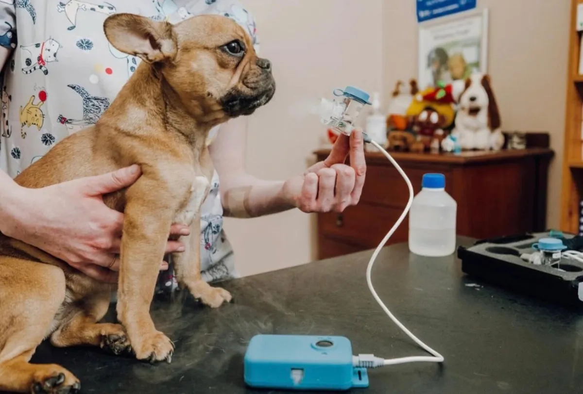 Flexineb C2 animal nebuliser - Image 1