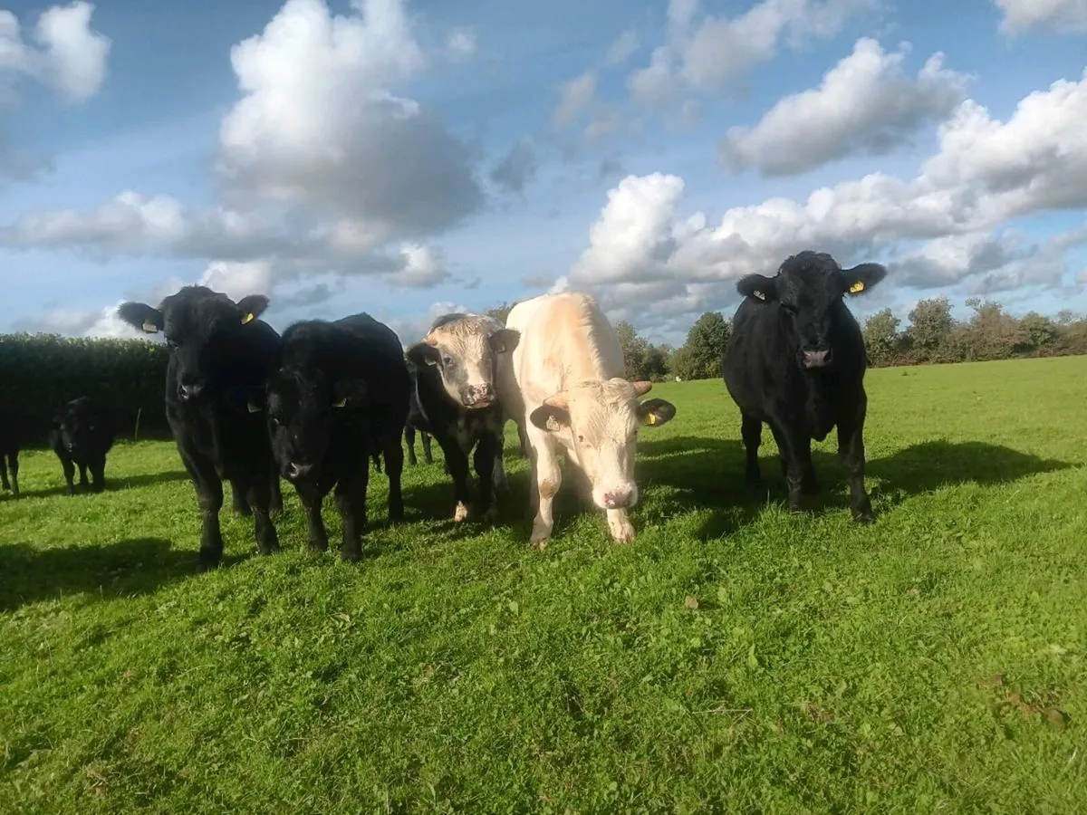 Bullocks - Image 4