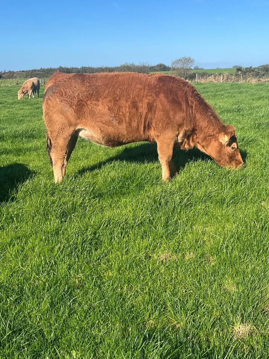 Breeding heifers - Image 1