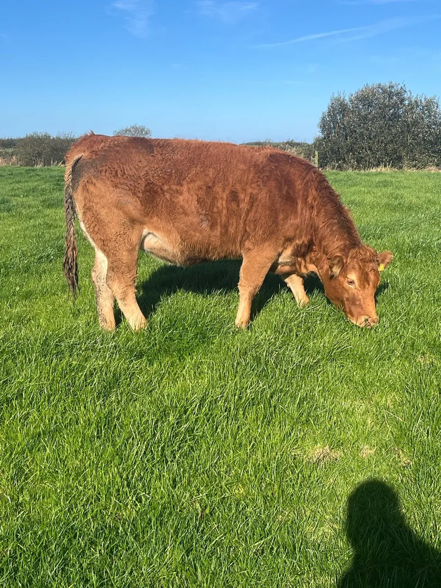 Breeding heifers - Image 2