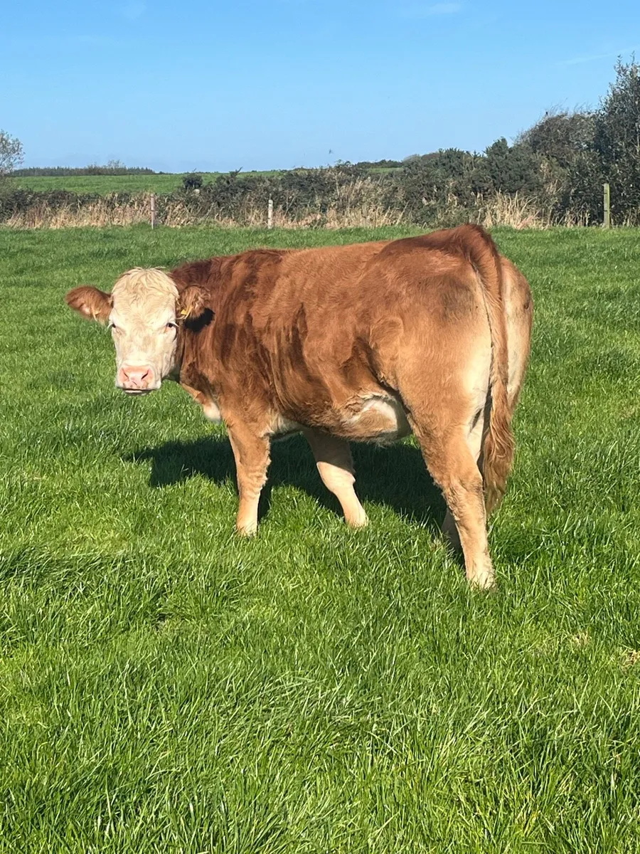 Breeding heifers - Image 3