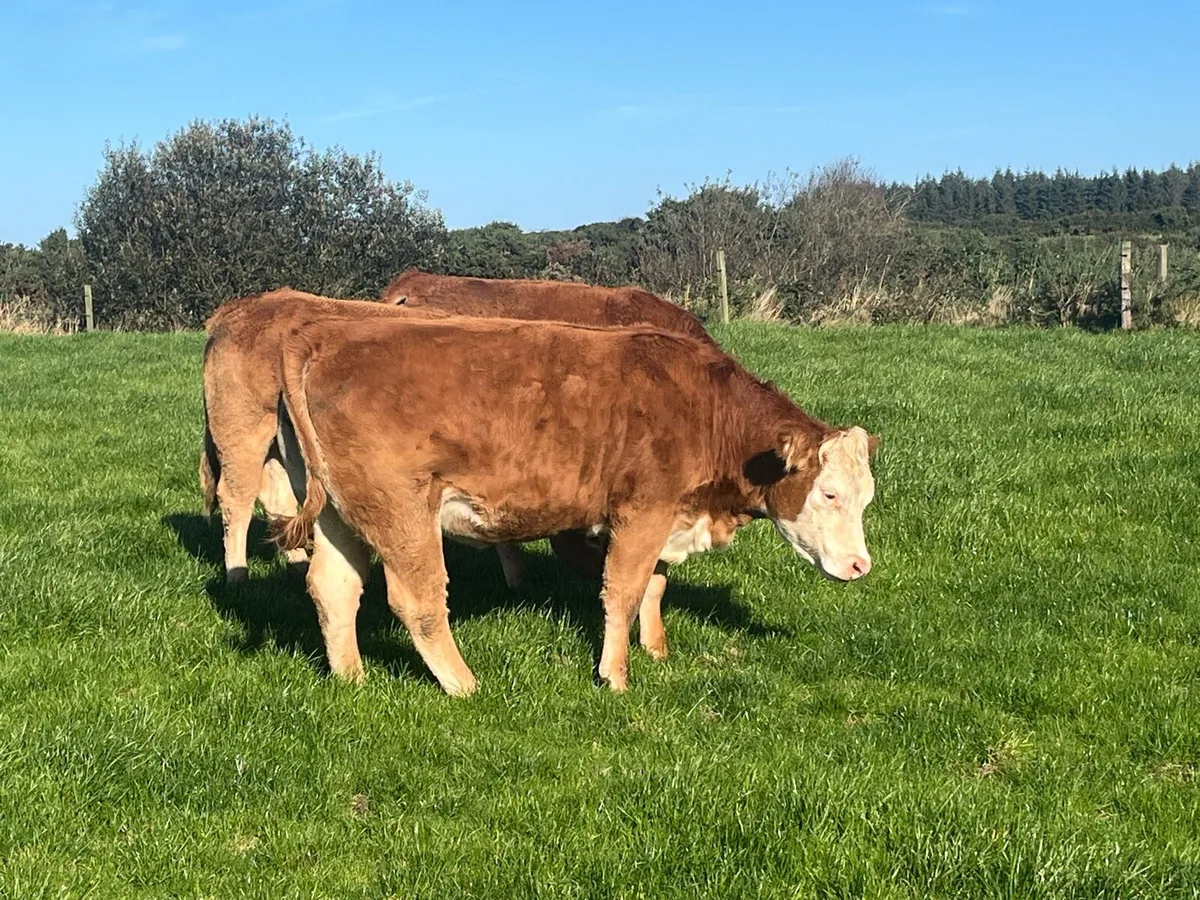 Breeding heifers - Image 4