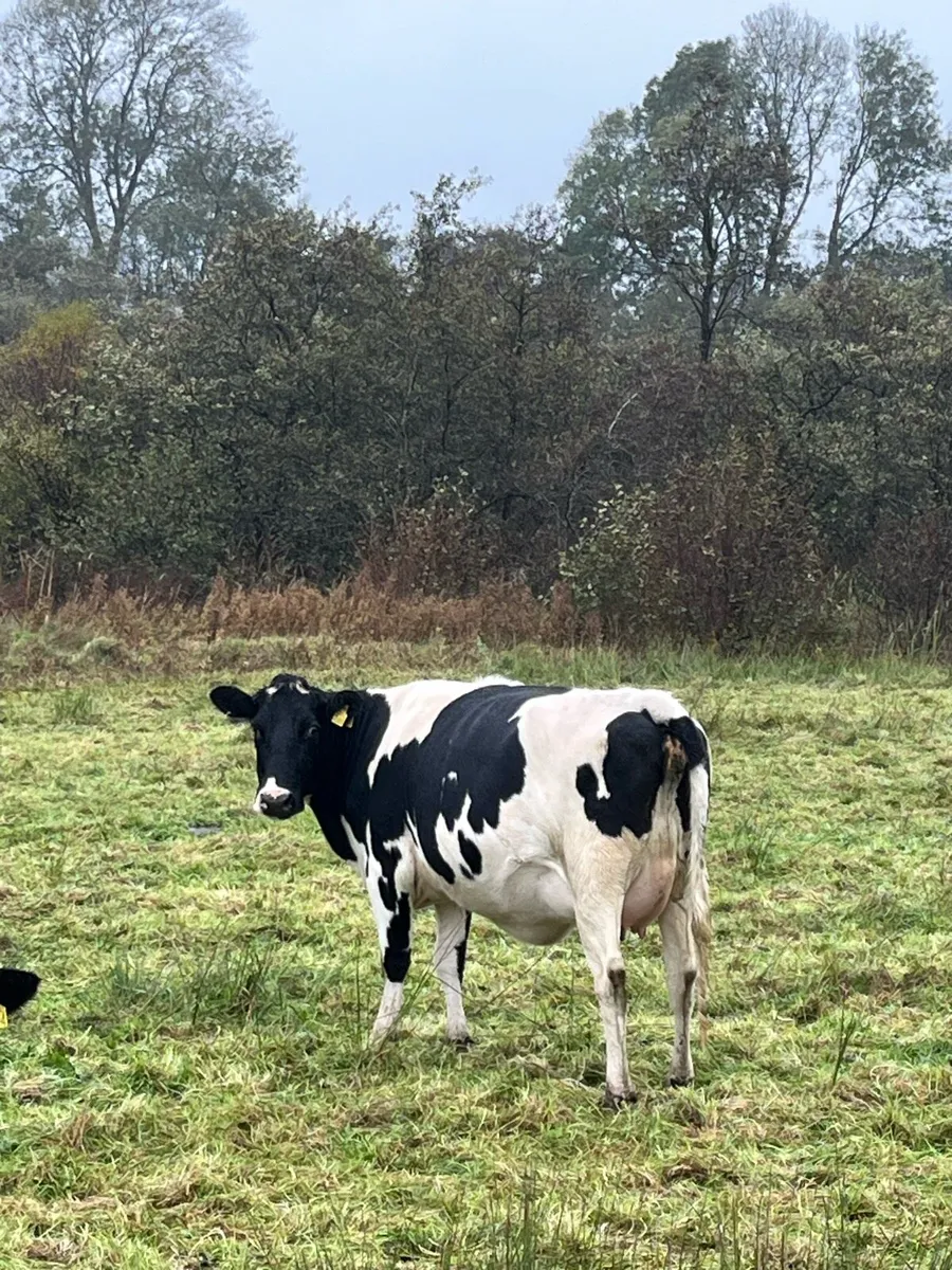 In calf heifer - Image 1