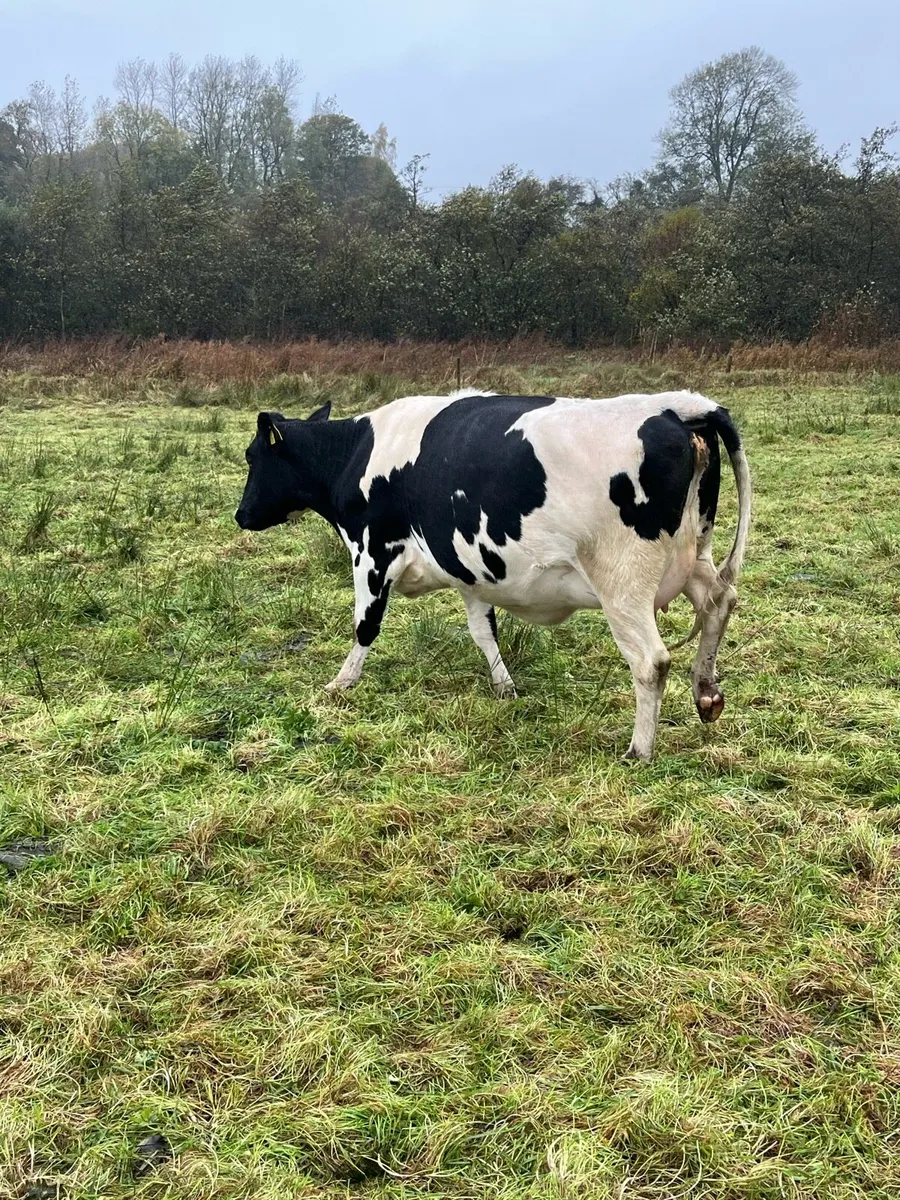 In calf heifer - Image 2