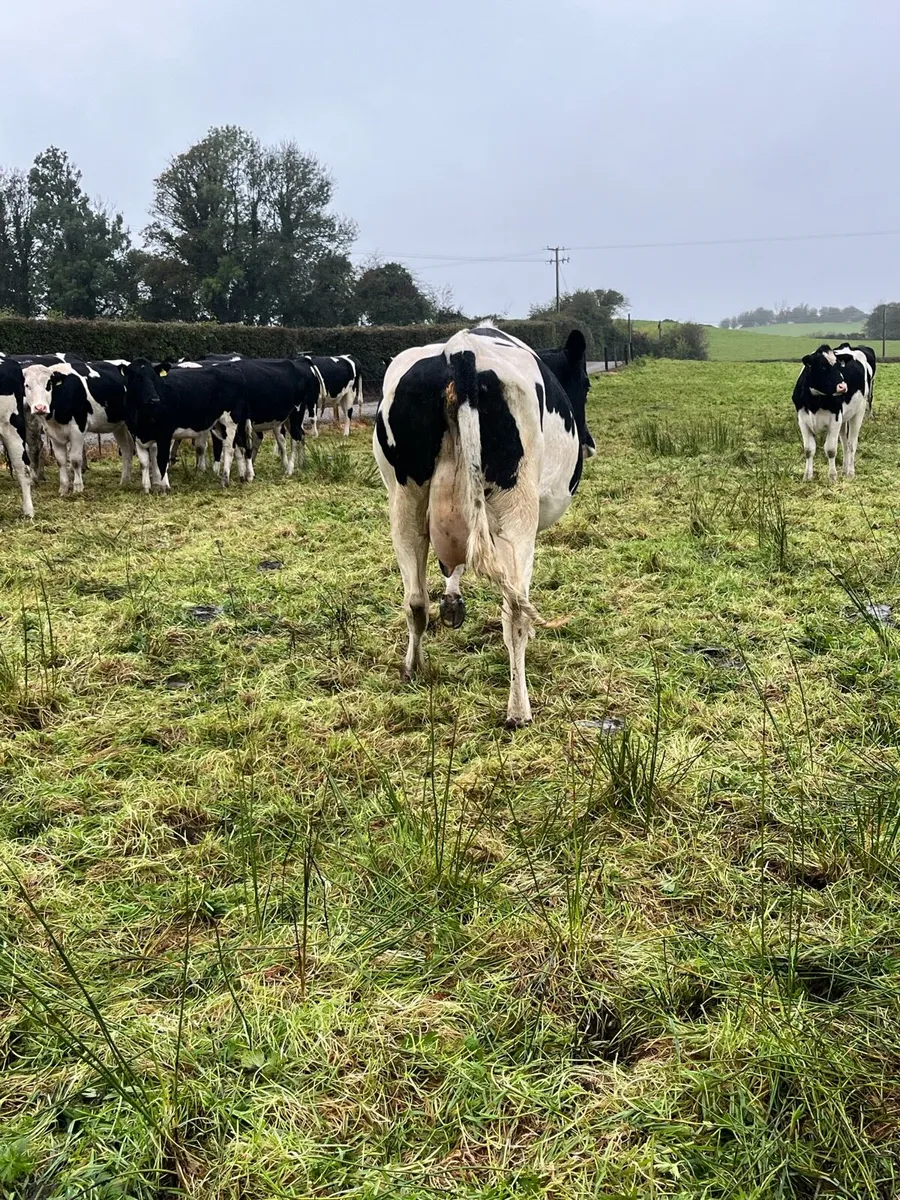 In calf heifer - Image 3