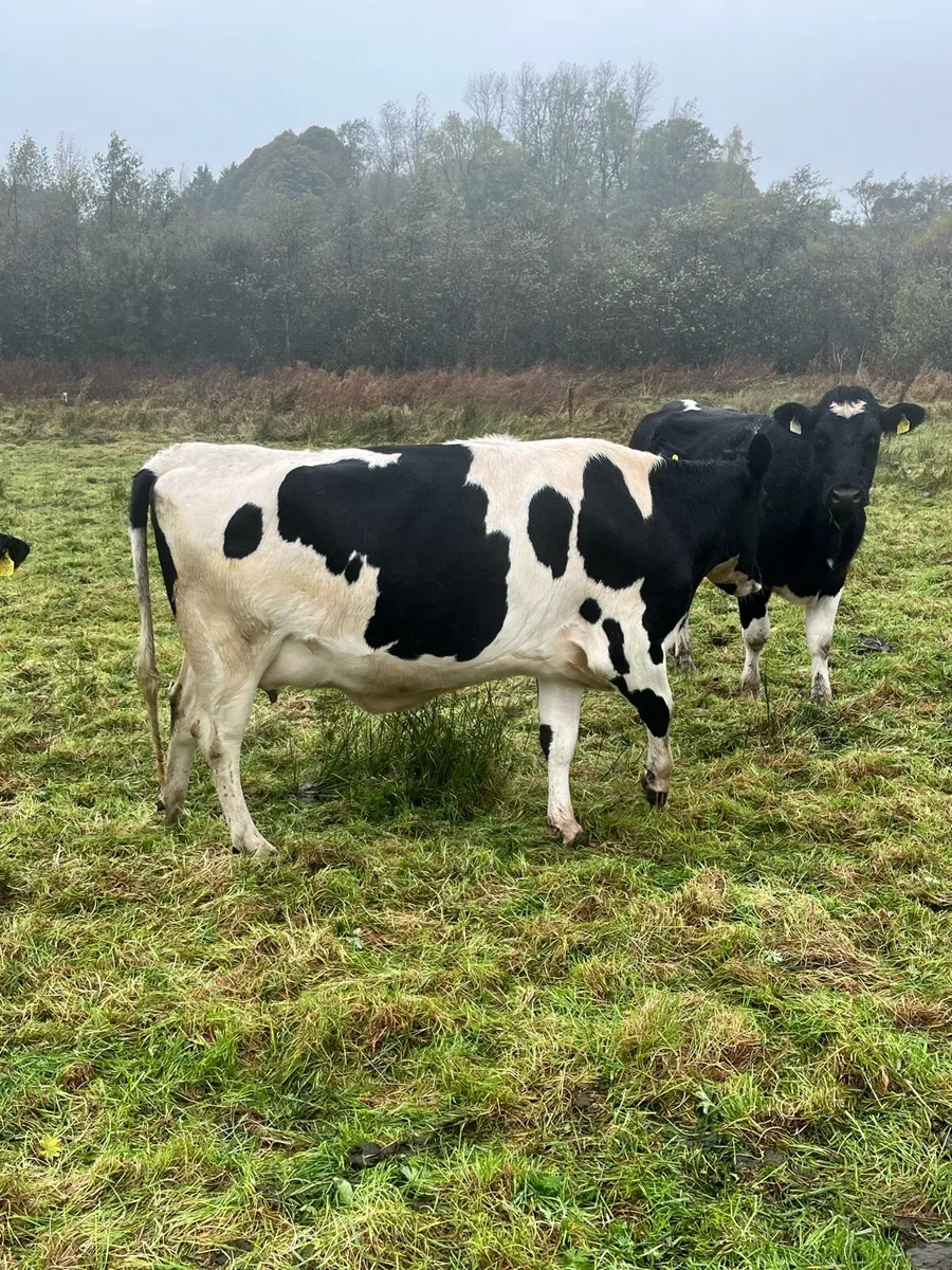 In calf heifer - Image 4
