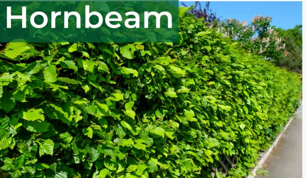 Bareroot hornbeam hedging for sale