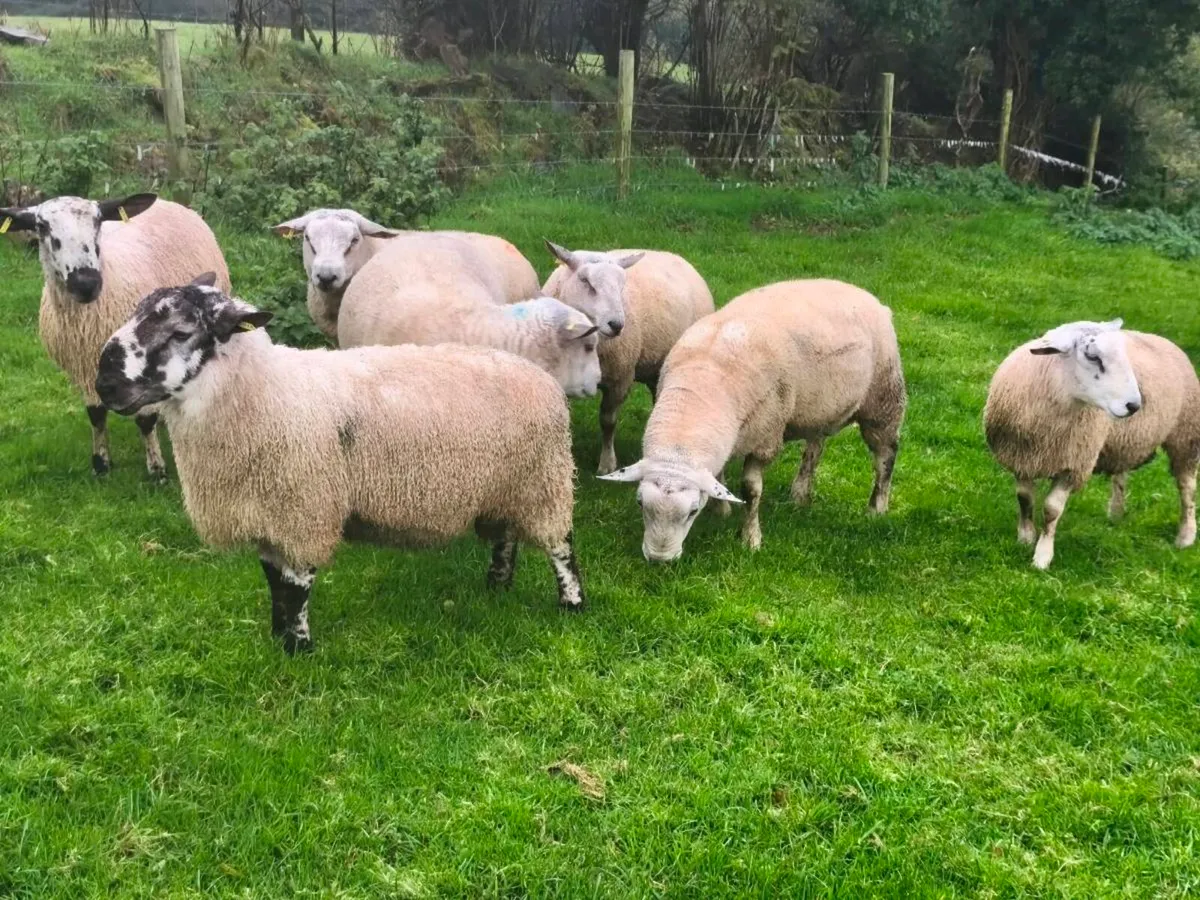 Rams - Texel,Rouge, Aberfield and Blue Leicester - Image 3