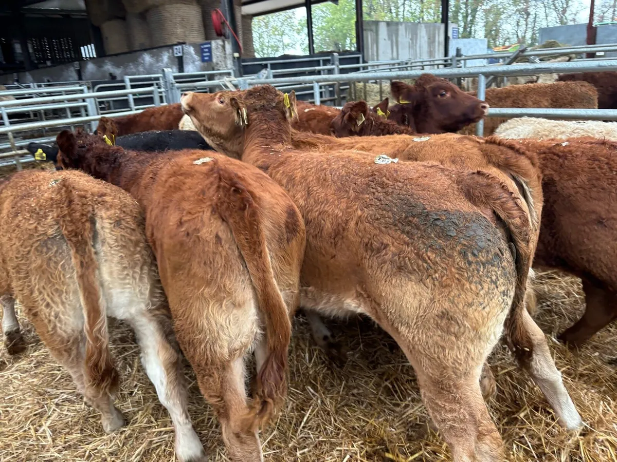 12 super 280 kg limousin heifers - Image 1