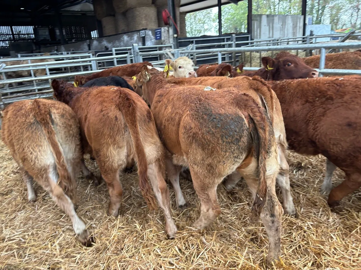 12 super 280 kg limousin heifers - Image 2