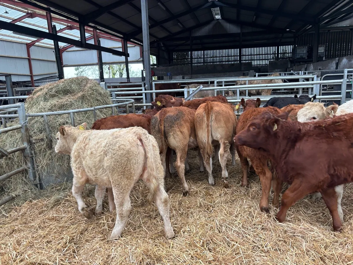 12 super 280 kg limousin heifers - Image 3