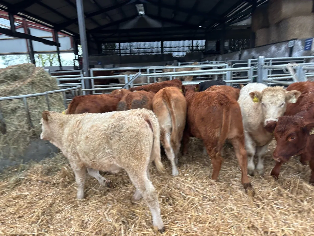 12 super 280 kg limousin heifers - Image 4