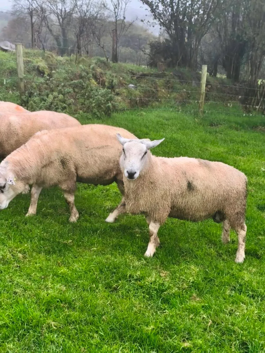 Rams - Texel,Rouge, Aberfield and Blue Leicester - Image 4
