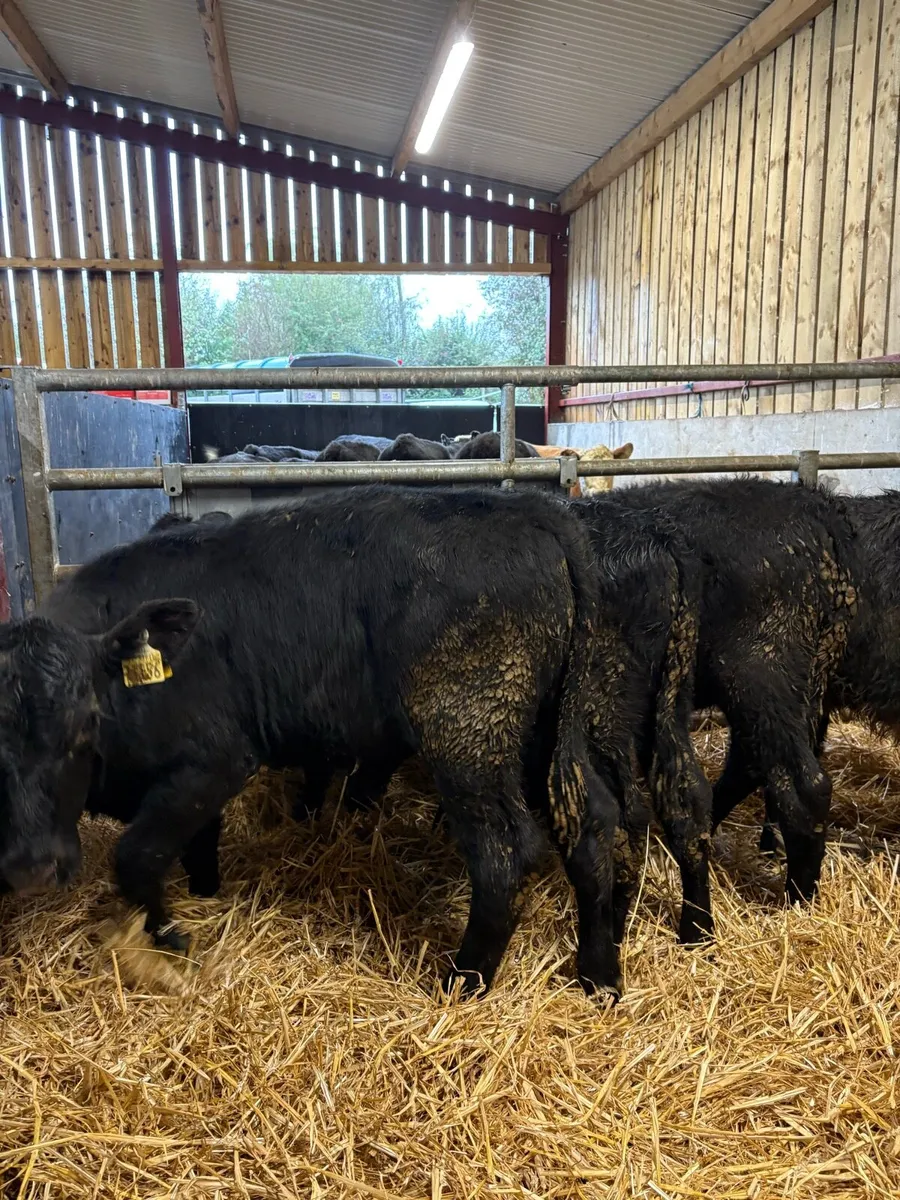 6 super bull Weanlings for sale - Image 1