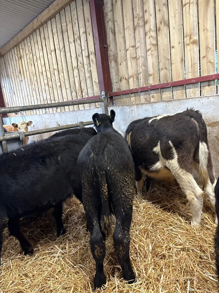 6 super bull Weanlings for sale - Image 2