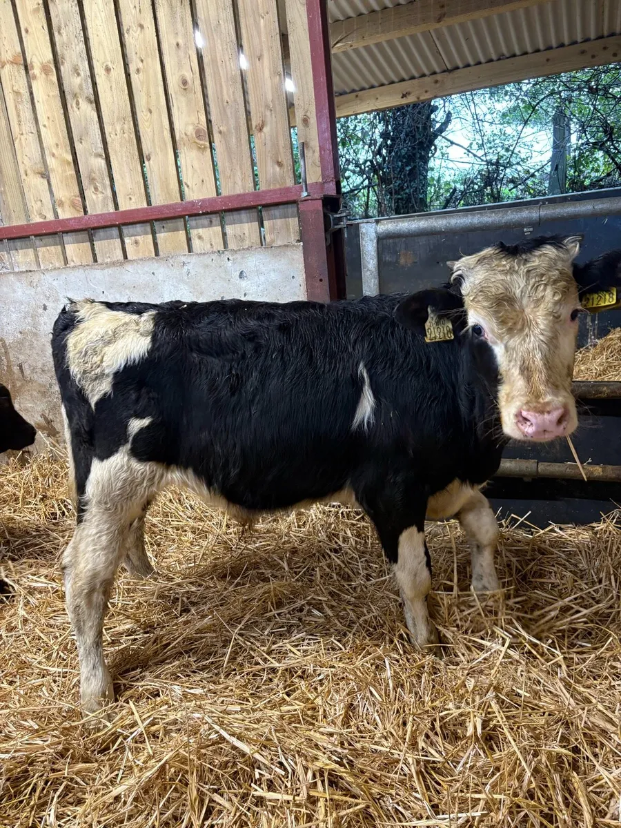 6 super bull Weanlings for sale - Image 3