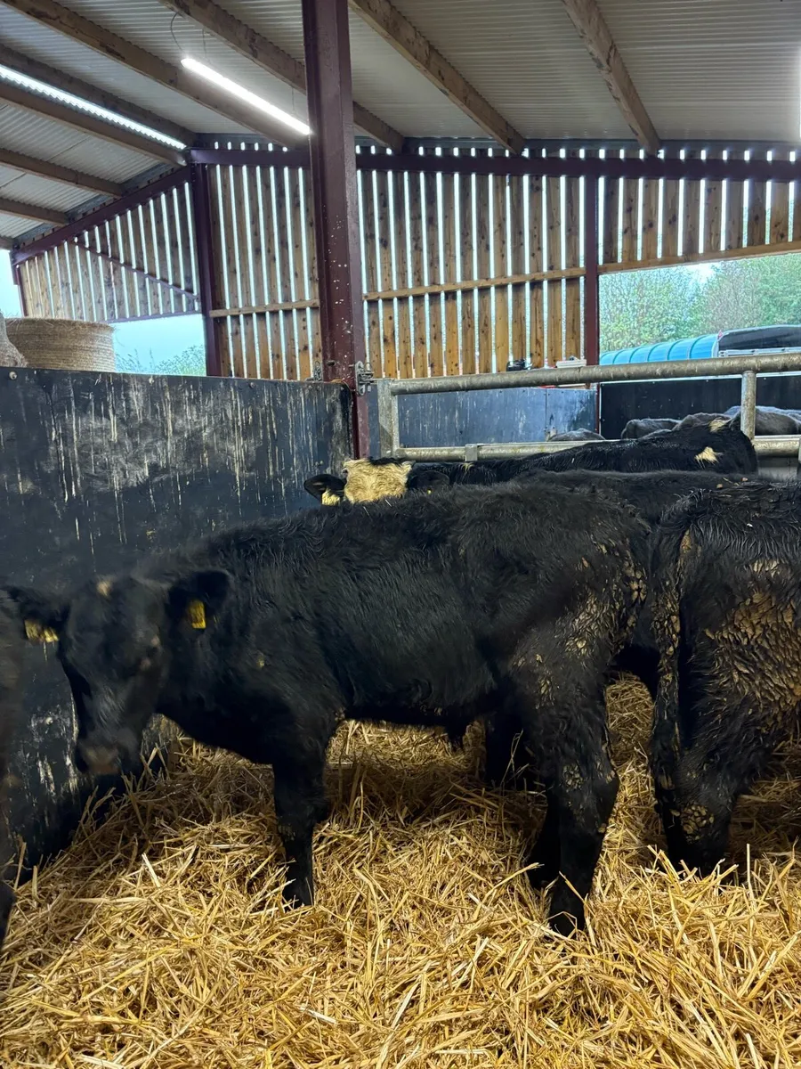 6 super bull Weanlings for sale - Image 4