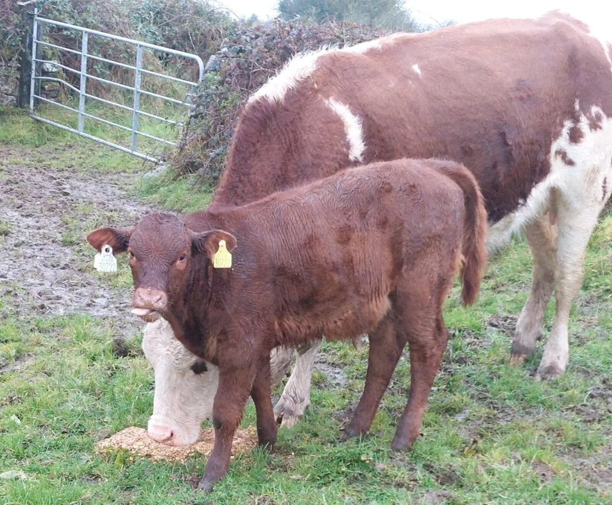 Calved Heifer - Image 2