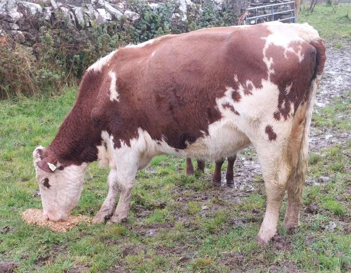 Calved Heifer - Image 3