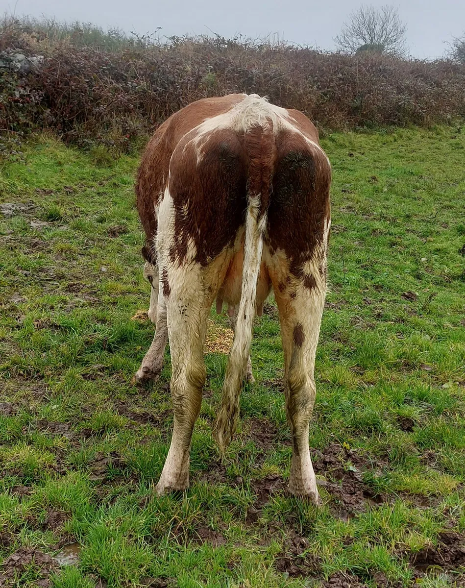 Calved Heifer - Image 4