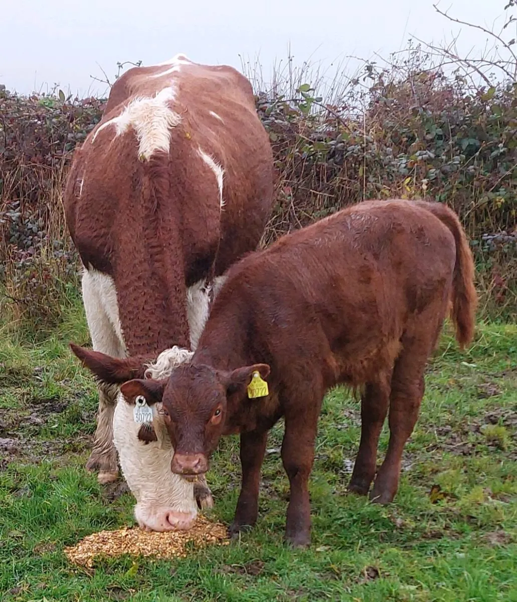 Calved Heifer - Image 1
