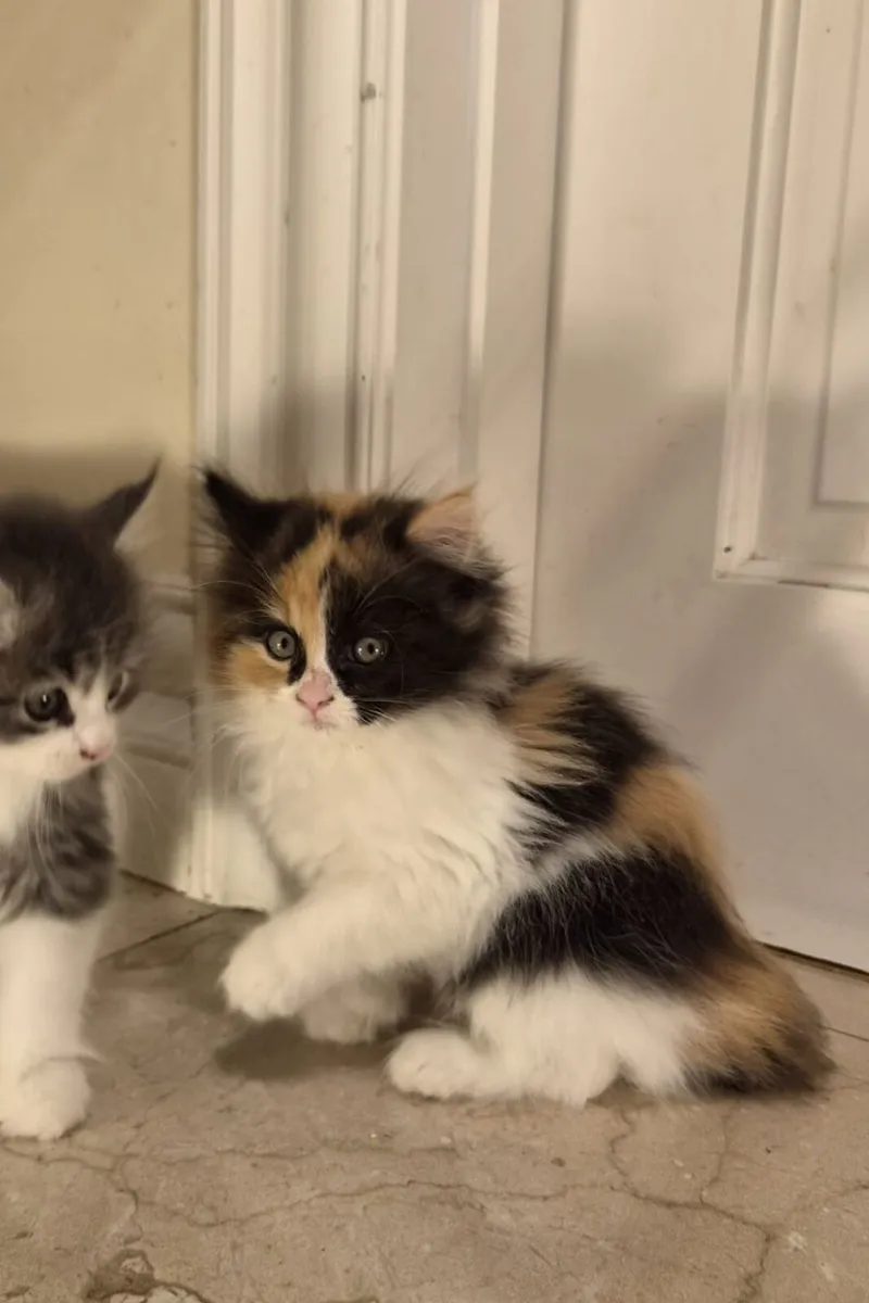 Maine Coon, Scottish Longhair Cross Kittens - Image 3
