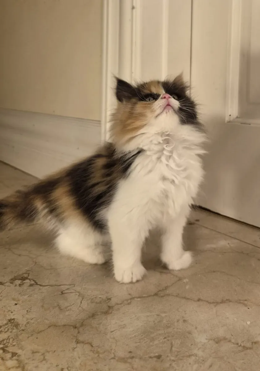 Maine Coon, Scottish Longhair Cross Kittens - Image 4